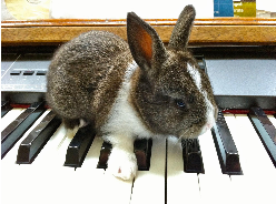 Bunny on the Keys by Charles Van Deursen Bunny on the Keys by Charles Van Deursen